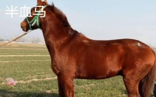 汗血寶馬介紹，其祖先是生長在戈壁地帶的野馬