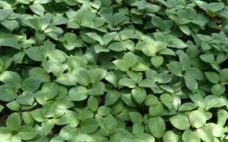 重樓種子怎么浸泡催芽，使用溫水浸泡催芽