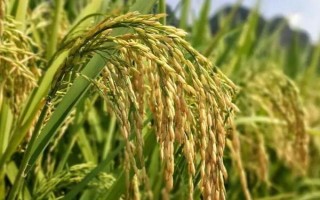 荃優(yōu)0861水稻種子簡(jiǎn)介，栽插密度5萬(wàn)穴/畝左右