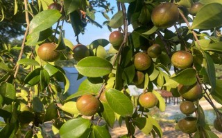 油茶樹有哪些高產(chǎn)品種，以下6種的產(chǎn)量較高