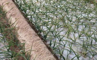 留種大蒜怎樣施磷鉀肥，要根部施一次磷鉀肥