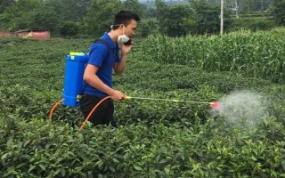 怎么防治茶輪斑病，茶園應避免捋采或強采