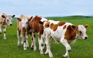 牛羊泌乳期為何禁用驅(qū)蟲藥，原因是不利于幼畜的發(fā)育