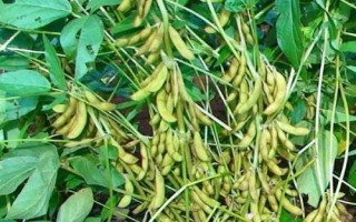 濮豆820大豆品種的特性，中抗花葉病毒病7號(hào)株系