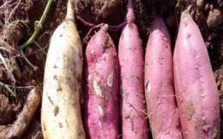 紫薯如何育苗，將種薯排放在苗床上、再覆土施肥并做好管理