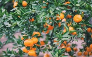 橘子的產(chǎn)地分布，主產(chǎn)于廣東、湖南、四川、廣西等省份