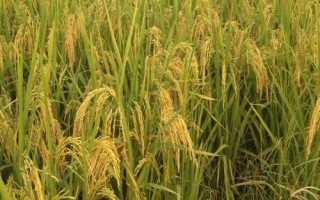 秝兩優(yōu)5816水稻種子特點，每畝有效穗數(shù)15.7萬
