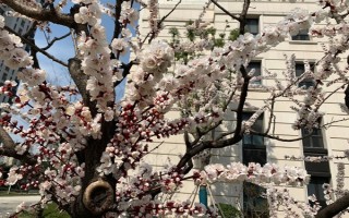 杏花的開(kāi)花時(shí)間，花期在農(nóng)歷的2月份左右