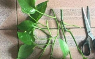 綠蘿的修剪方法，冬天的時(shí)候盡量不要修剪