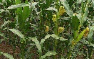 云合9號玉米種子特點，每畝用15公斤尿素