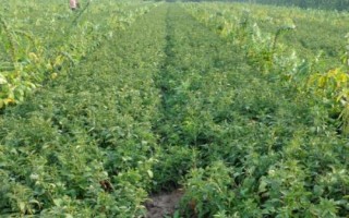 白術(shù)的管理方法，幼苗出土后要及時(shí)除草翻耕