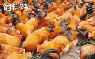 飼料雞多久出欄，2個月左右即可出欄