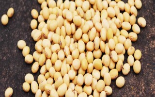 灌豆4號大豆種子特點，6月上中旬播種