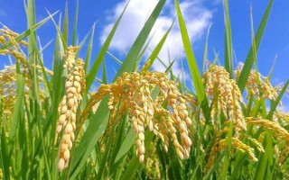 甬優(yōu)7號(hào)水稻品種的特性，全生育期157天