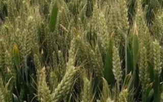 青農(nóng)6號小麥種子特點，每畝15－18萬基本苗