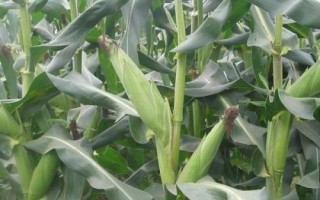P589玉米種子簡介，春播出苗至成熟127天