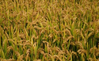 早秈110水稻種子特征特性，較對(duì)照品種增產(chǎn)6.6%