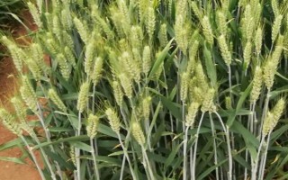 鶴麥2號(hào)小麥種子介紹，播量以每畝12～16kg為宜