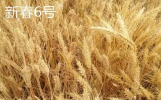 哪個品種的春小麥高產(chǎn)，可以選擇新春6號、新春10號