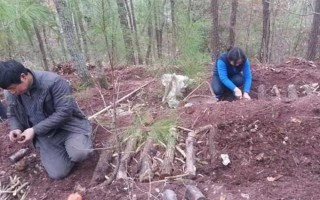 引種天麻要注意什么，當(dāng)?shù)氐臍夂驖M足條件才能種植