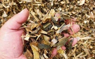 紅薯秧如何做青儲(chǔ)飼料，紅薯秧一定要粉碎處理