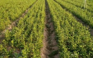 白術(shù)的管理方法，幼苗出土后要及時(shí)除草翻耕