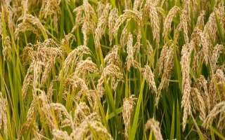 常優(yōu)312水稻種子特征特性，5月中下旬播種