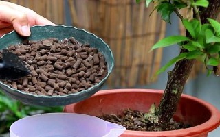 三角梅為何不開花只長(zhǎng)葉，可能是缺少光照、養(yǎng)分、生長(zhǎng)空間等原因造成