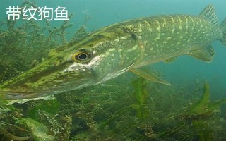 狗魚的生活習(xí)性，我國(guó)有黑斑狗魚和白斑狗魚兩種
