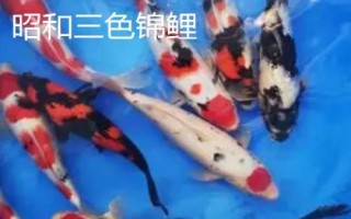 錦鯉的品種，不同品種的體色不同