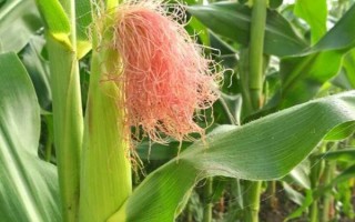V18玉米品種的特性，每畝播種密度在4000株