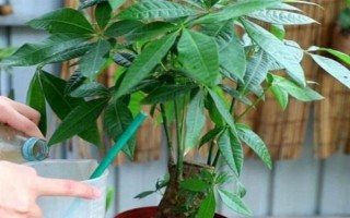 發(fā)財樹使用多少粒復(fù)合肥，株高1米可使用5-8粒