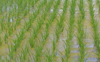 瀘優(yōu)069水稻種子特點(diǎn)，播種期安排在4月下旬為宜
