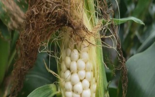 九彩糯7號(hào)玉米種子特點(diǎn)，鮮食糯玉米品種