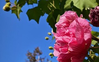 芙蓉花只剩根部還能活么，只要養(yǎng)護(hù)得當(dāng)便能活