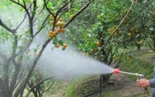 結(jié)果期噴了矮壯素的危害，容易造成作物落果、縮果