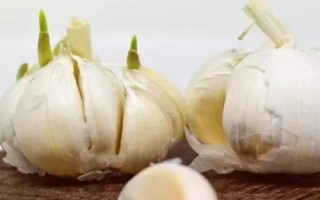 霜降過(guò)后可以在陽(yáng)臺(tái)上種什么蔬菜，可種植白菜、胡蘿卜、大蒜等品種