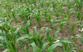 金科986玉米種子特點(diǎn)，遼寧省春播生育期126天