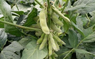 鐵鮮豆14大豆種子簡介，及時防治病蟲草害