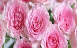 粉色洛神玫瑰花的花語是什么，寓意初戀、甜美、純真等