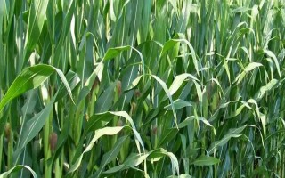 邯東599玉米種子特征特性，適宜播期為6月25日之前