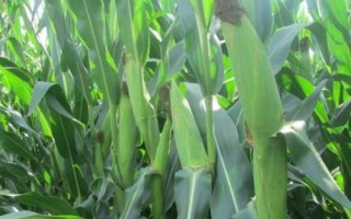同福9號(hào)玉米種子特征特性，春播平均生育期115.5天