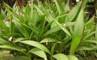 白芨的種類和種植方法，種植時(shí)要選擇陰坡生荒地