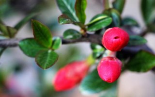 海棠花的種植技術(shù)，適宜生長(zhǎng)在溫暖的環(huán)境中