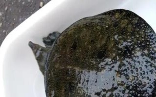活甲魚冬天家里怎么養(yǎng)殖,魚缸里面用小石子鋪成斜坡并倒入沙子