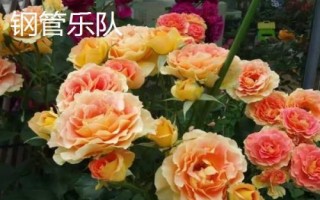 花開(kāi)的多又抗病的月季品種有哪些，黃從容和夢(mèng)光環(huán)選的較多