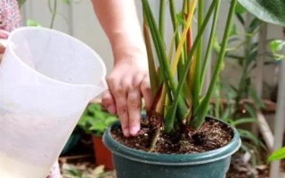 夏季怎么對(duì)紅掌澆水，每天均可澆一次