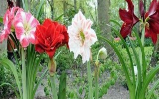 朱頂紅休眠期間的管理技術(shù)，室溫應(yīng)保持在5℃-10℃