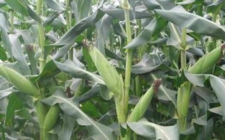馳宇401玉米種簡介，中抗紋枯病