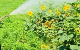 怎么種太陽花，是互贈好友的花卉